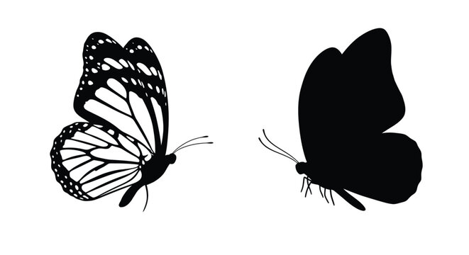 Two butterflies displayed one detailed and one in stark silhouette