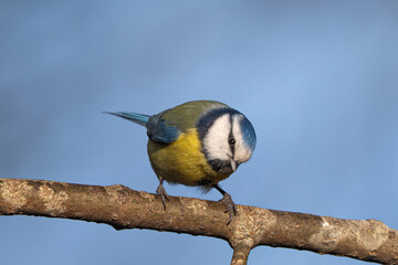 Blue tit on a branch © Marko