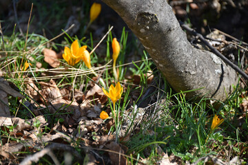 Fototapeta premium The first flowers yellow crocuses saffron dry last year's grass twigs early spring nature flora