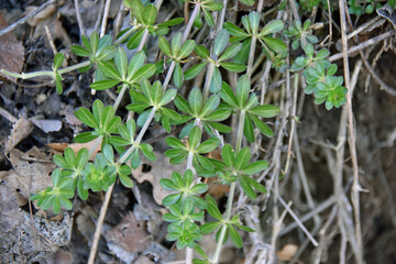 The plant Galium aparine a sticky weed green shoots among dry foliage and branches early spring flora nature