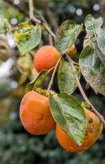 Fresh ripe persimmons hanging from tree branches with green leaves