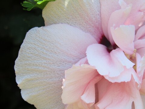 Pink rose petals closeup
(Rose of Sharon aka Korean rose, Shrub Althea, or Hibiscus syriacus)