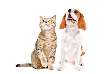 Curious Scottish Straight cat and Spaniel puppy sitting together, looking up, isolated on white background