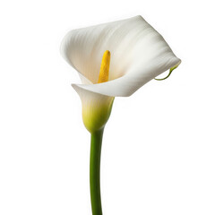 A single white calla lily flower with a yellow center and a green stem isolated on white background