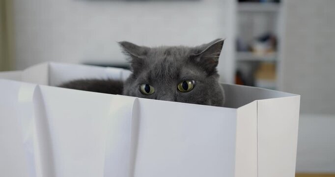 Cat quietly watches. Mysterious feline stealthily surveys its environment with curious eyes. Indoor cat with inquisitive gaze observes surroundings quietly and cautiously from hiding spot