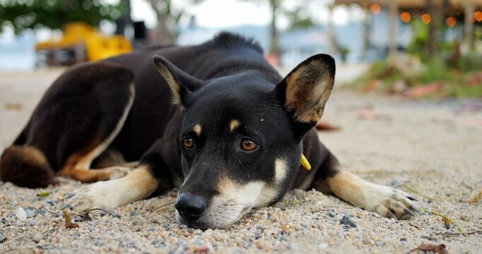 Dog on beach. Calm canine lying down by stony coast. Peaceful black dog situated on rugged pebble shore at dusk. Tranquil scene featuring ebony dog resting amidst scattered stones at sunset