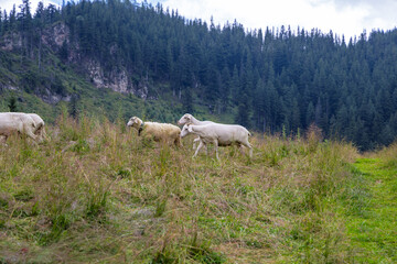 Fototapeta premium Sheep Grazing on Steep Alpine Slope