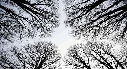 Tall pine trees forming a natural archway of sunlight in a forest glade © Mamun