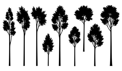 Stylized poplar tree silhouettes forest element vector illustration isolated on white background © MdNayeem