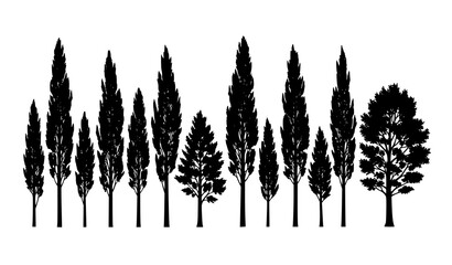Elegant poplar tree silhouettes vector set isolated on white background tall forest nature design © MdNayeem