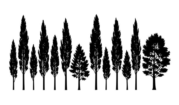 Elegant poplar tree silhouettes vector set isolated on white background tall forest nature design