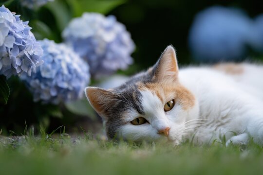 Calico cat lying low in grass beside clusters of blue hydrangea blooms with an alert gentle gaze in a lush garden