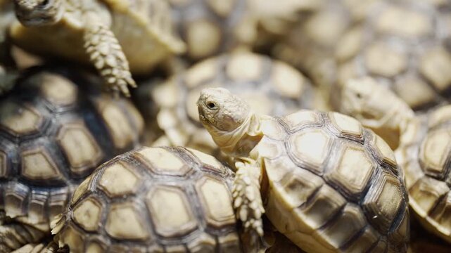 Closeup Video of a group of African Spurred Tortoise (Centrochelys sulcata) climbing on other tortoises