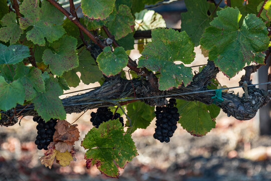 Wine Grape Cluster on Vine Santa Barbara County
