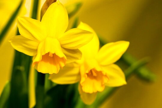 Bl&uuml;hende Osterglocken im Fr&uuml;hling