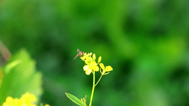 Slow Motion Macro Shot of Hoverfly collecting pollen from a mustard flower, flying near the blossoms in a vibrant green field on a sunny day at 180 fps High quality footage