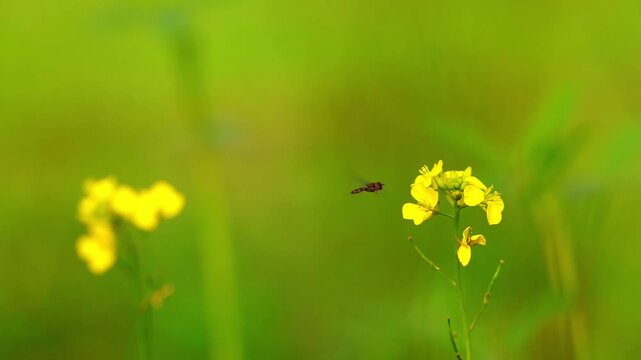 Slow Motion Macro Shot of Hoverfly approaching bright yellow rapeseed flowers in a vivid green agricultural field at 180 fps High quality footage