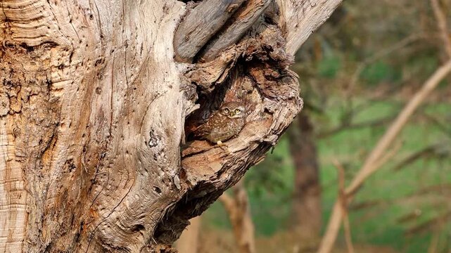 Slow Motion Shot of Spotted owlet sitting in a tree hollow, looking out with its intense yellow eyes in a natural daylight setting at 180 fps High quality footage