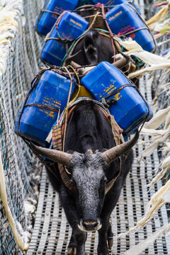 Dzokyo Carrying Kerosene Across Himalayan Bridge