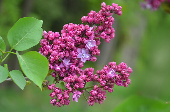 Syringa vulgaris 'Michael Buchner' ( Double French Lilac ) .Closeup blooming lilac branch with crimson-purple flowers against natural green garden background. 