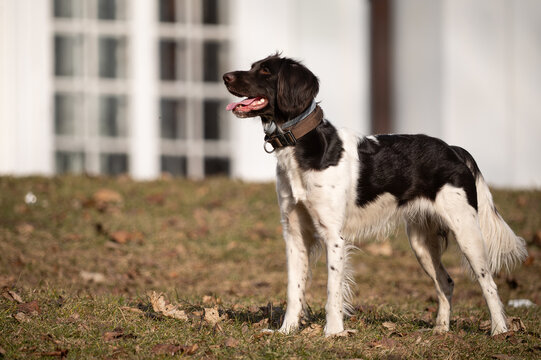 Active Munsterlander Dog Running and Playing Outdoors in  Park