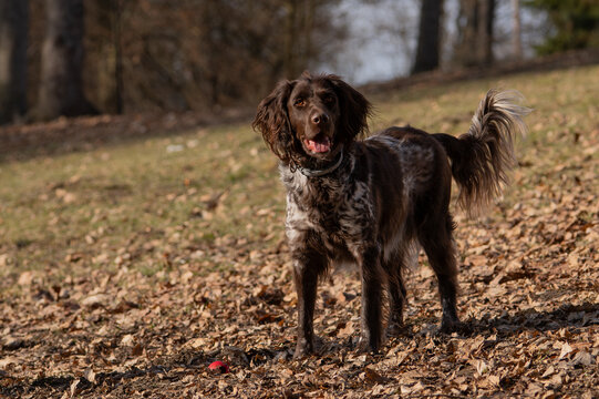Brown Roan Small Munsterlander Dog Walking and Sitting in a Sunlit Field