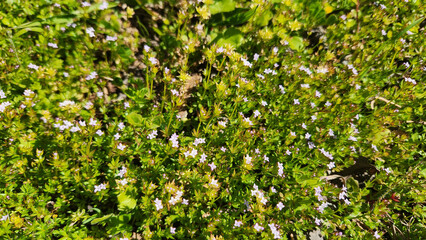 Field Madder (Sherardia arvensis), a delicate Mediterranean wildflower featuring tiny lavender blooms and distinctive whorled leaves, typical of early spring pastures © cilicia
