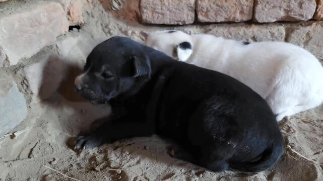 Puppy resting on the sandy ground next to another puppy in a dimly lit barnyard 4k Footage