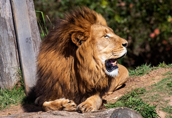 Obraz premium African Lion (Panthera Leo) Yawning