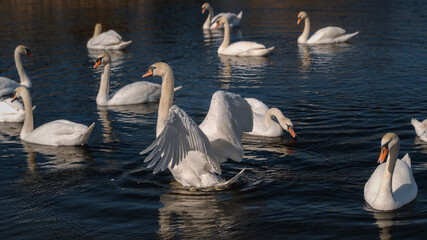 A flock of swans on a pond, beautiful wild birds preparing for their flight and migration to the north © Ed