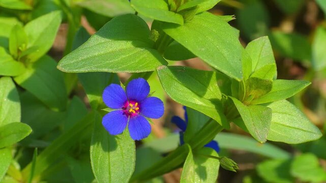 Anagallis arvensis flower, also known as scarlet pimpernel, blooming amongst green leaves in a vibrant outdoor setting 4k Footage