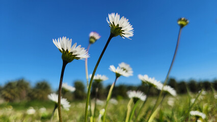 Joyful cluster of Bellis perennis (English daisy) blooming in a lush green lawn, symbolizing the cheerful arrival of spring with its white and pink-tipped petals © cilicia
