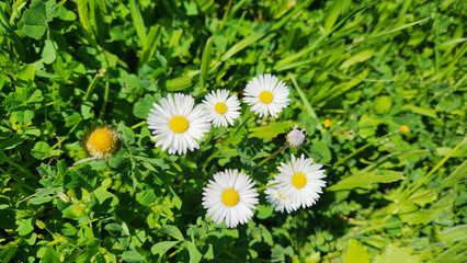 Joyful cluster of Bellis perennis (English daisy) blooming in a lush green lawn, symbolizing the cheerful arrival of spring with its white and pink-tipped petals © cilicia