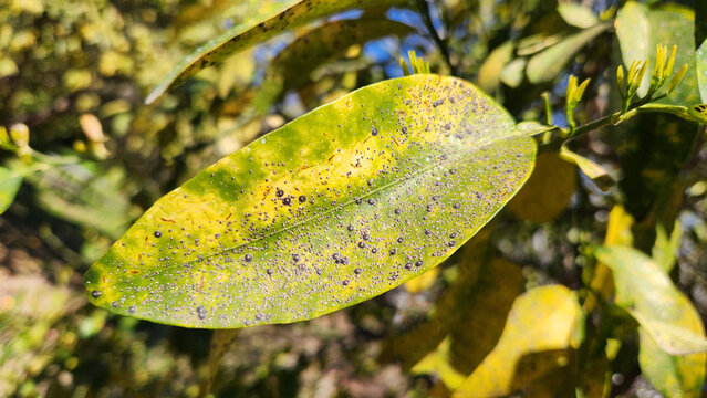 Severe scale insect infestation on sour orange leaves , causing chlorosis and sap depletion, which weakens the citrus tree and requires urgent oil-based treatment.