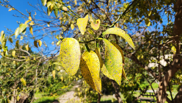 Severe scale insect infestation on sour orange leaves , causing chlorosis and sap depletion, which weakens the citrus tree and requires urgent oil-based treatment.