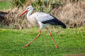 Fototapeta premium Close up side view of a White Stork strutting across the grass in Wiltshire, UK