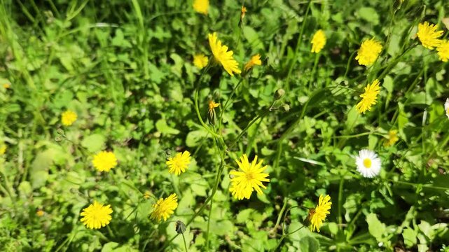 Stunning  yellow Crepis (Hawksbeard) flower heads, revealing intricate ray florets and a golden center, a classic symbol of Mediterranean spring meadows