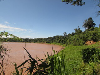 the large ricer in the amazon