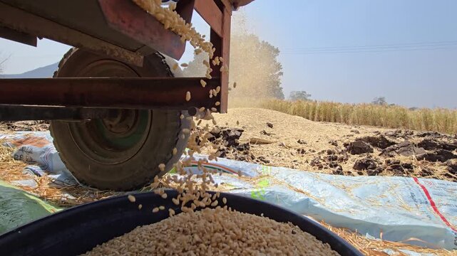 Fresh grain pours from a harvester into a black basin, framed by a rugged tractor wheel. In the background, blown chaff drifts through the sunlit air as the machine separates the crop during the harve