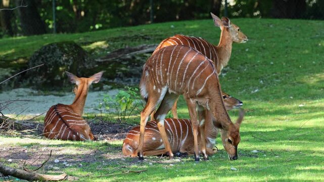 The nyala, Tragelaphus angasii is a spiral-horned antelope native to Southern Africa. It is a species of the family Bovidae and genus Nyala, also considered to be in the genus Tragelaphus. 