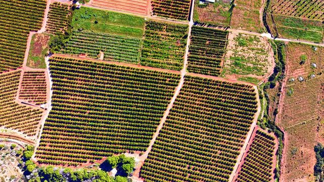 Symmetric patterns of fruit tree rows in a plantation with red soil and white access paths. Top down aerial view of geometric citrus orchard.