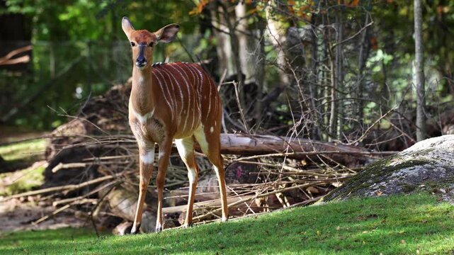 The nyala, Tragelaphus angasii is a spiral-horned antelope native to Southern Africa. It is a species of the family Bovidae and genus Nyala, also considered to be in the genus Tragelaphus. 