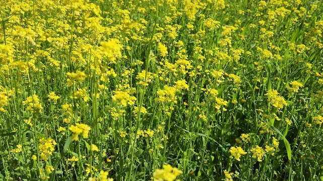 A dense colony of Rorippa austriaca spreading through a damp spring field, creating a golden carpet of wild Austrian field cress flowers