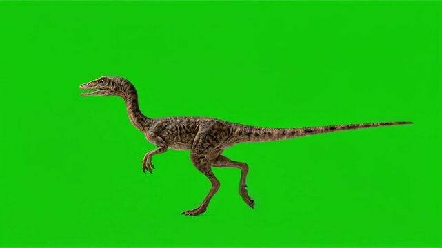 Compsognathus walking isolated on green background for vfx projects.