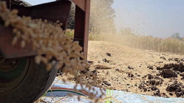 Freshly harvested golden grain pours from a thresher onto a tarp in a sun-drenched field. Dust and chaff drift through warm air as machinery works amidst leftover straw and dark earth. 