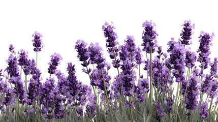 Obraz premium Ultra realistic HD lavender plants with fresh purple blooms, botanical detail, isolated on white background
