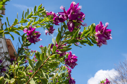 Purple Polygala myrtifolia flowers blooming in the sunny garden