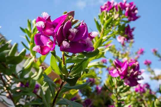 Purple Polygala myrtifolia flowers blooming in the sunny garden