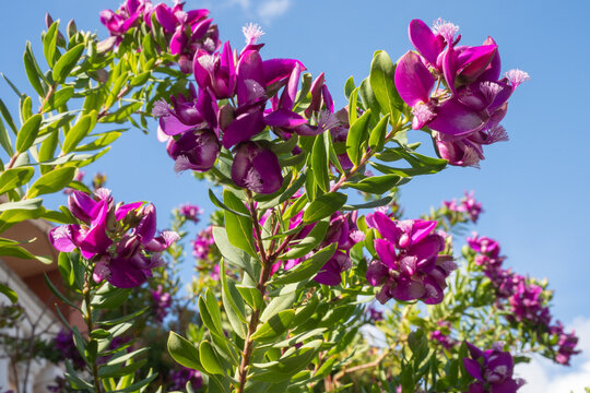 Purple Polygala myrtifolia flowers blooming in the sunny garden