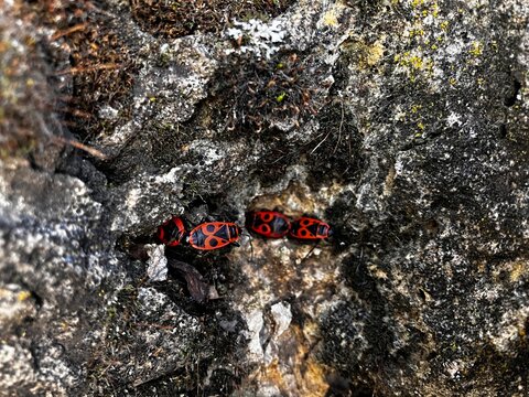 Group of firebugs on a stone